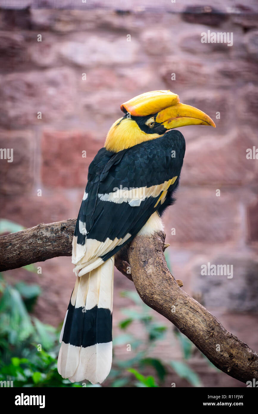 Splendido scenario autunnale nel Derbyshire, Inghilterra - Paesaggi sorprendenti e impressionante architettura - Lo Zoo di Chester Foto Stock