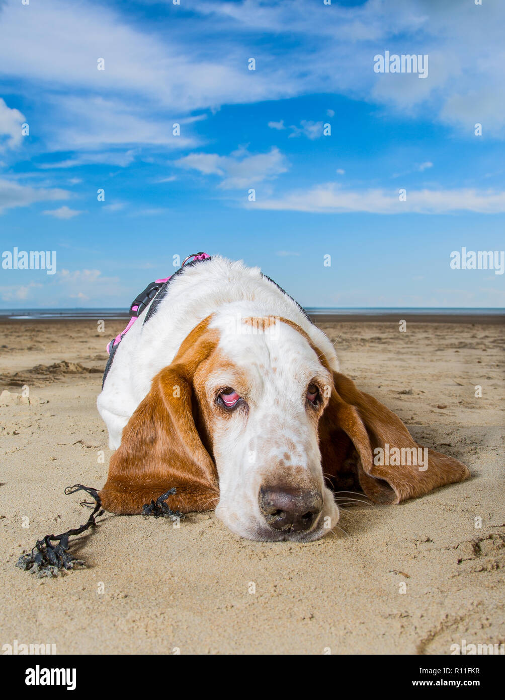 Basset Hound su una spiaggia Foto Stock