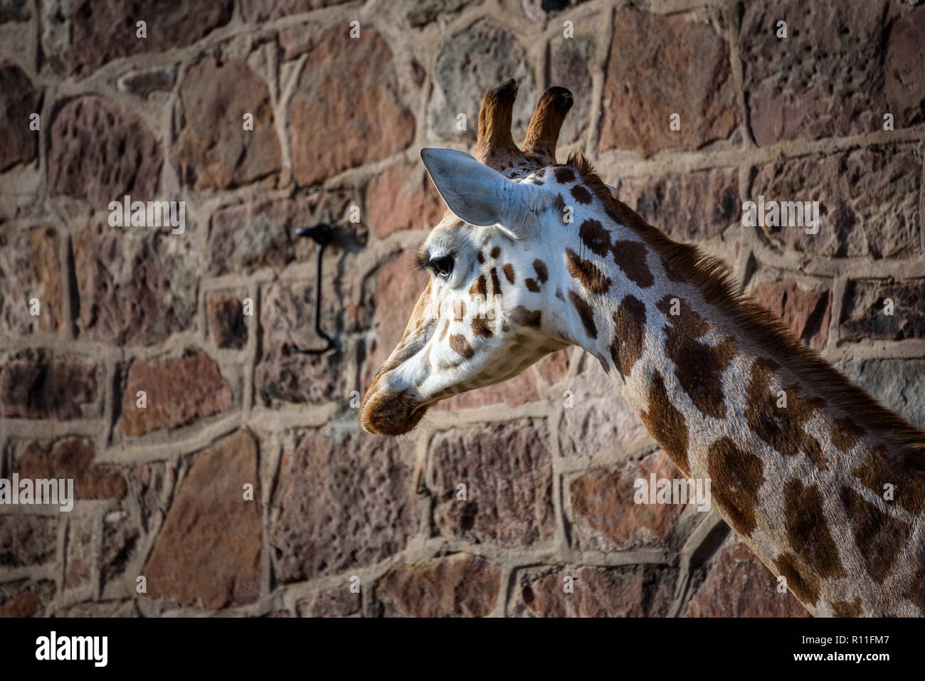 Splendido scenario autunnale nel Derbyshire, Inghilterra - Paesaggi sorprendenti e impressionante architettura - Lo Zoo di Chester Foto Stock
