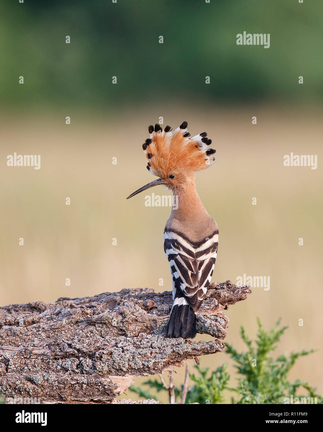 Eurasian Upupa (Upupa epops) appollaiate su un ramo con la cresta rialzata, Ungheria Foto Stock