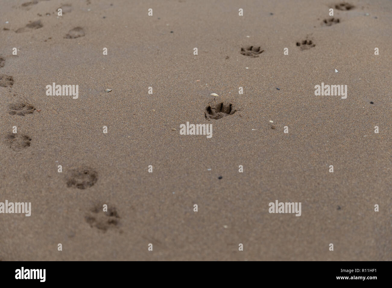 Footprint del cane pawprints in sabbia Foto Stock