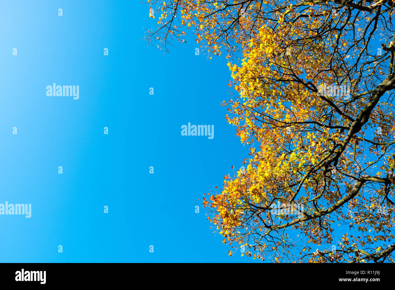 Foglie di autunno contro un cielo blu nel Parco Nazionale di Peak District, REGNO UNITO Foto Stock