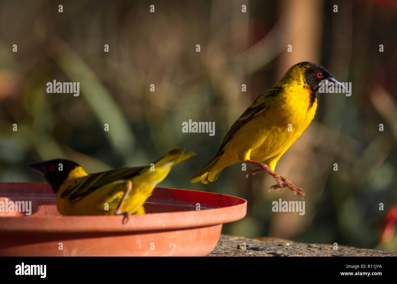 Testa nera Tessitore Foto Stock