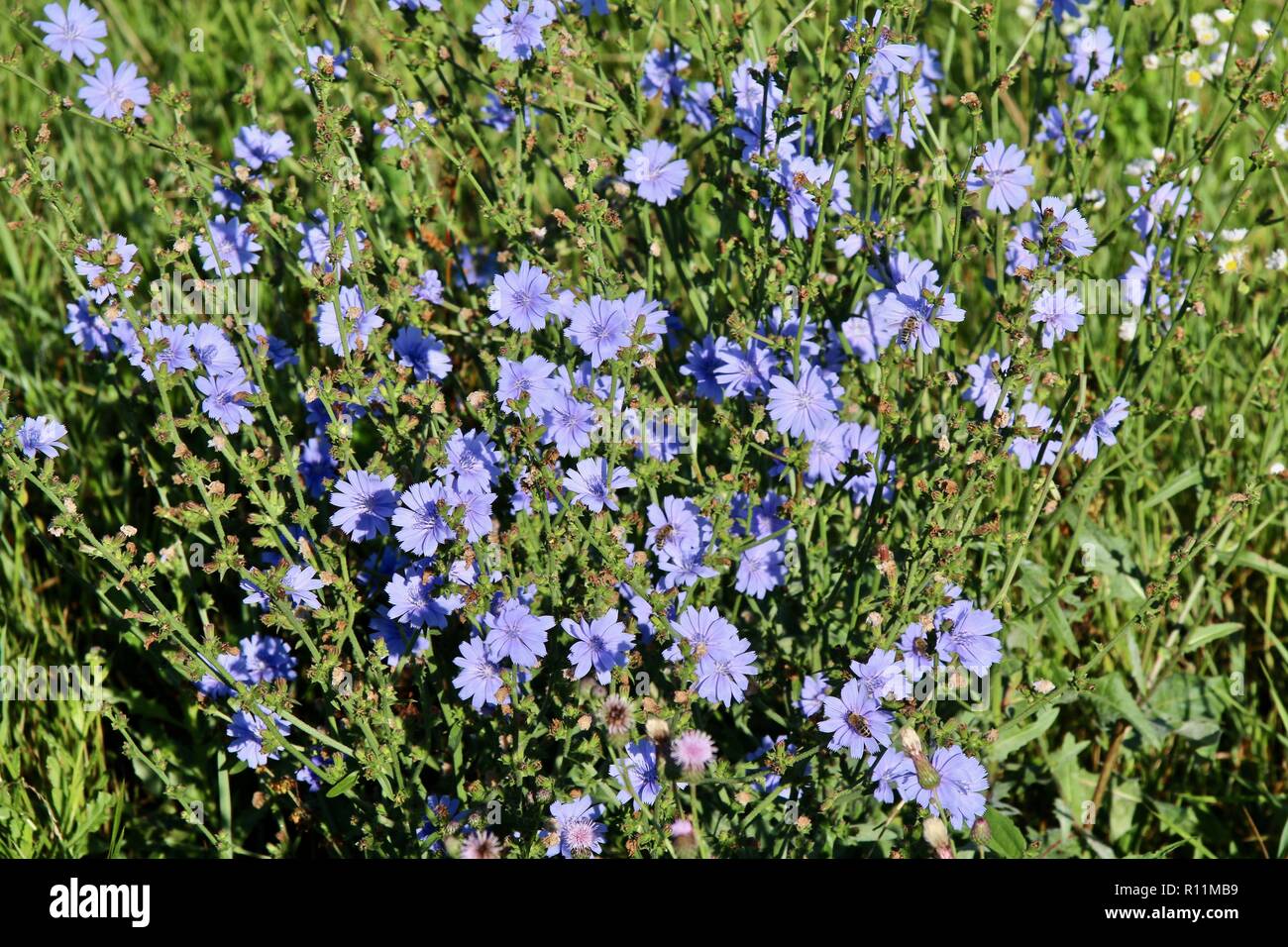Viola fiori selvatici che crescono in un campo in Croazia Foto Stock