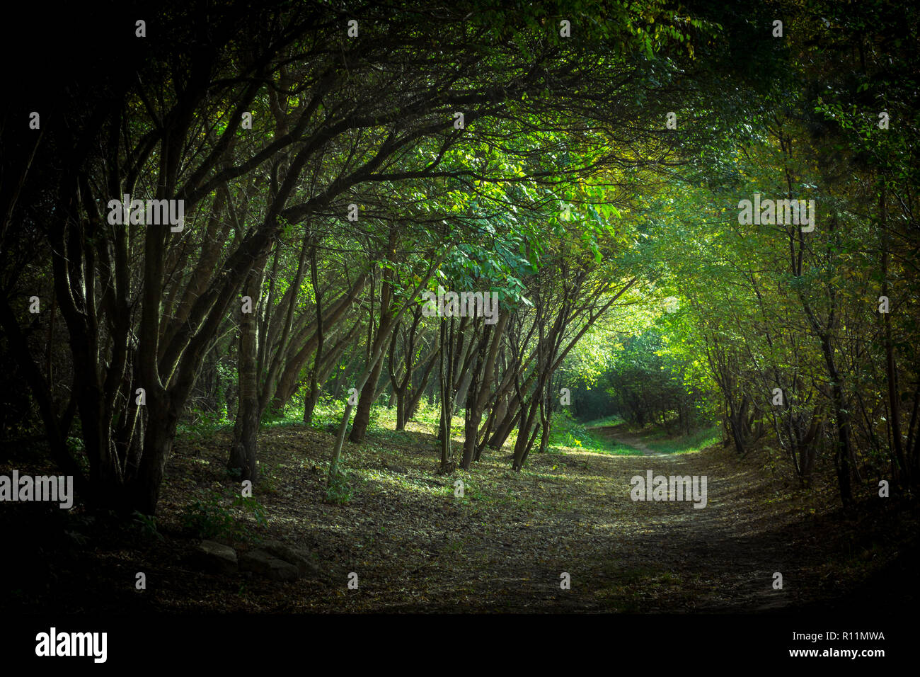 Un misterioso tunnel sotto scuro verde di alberi in foresta Foto Stock