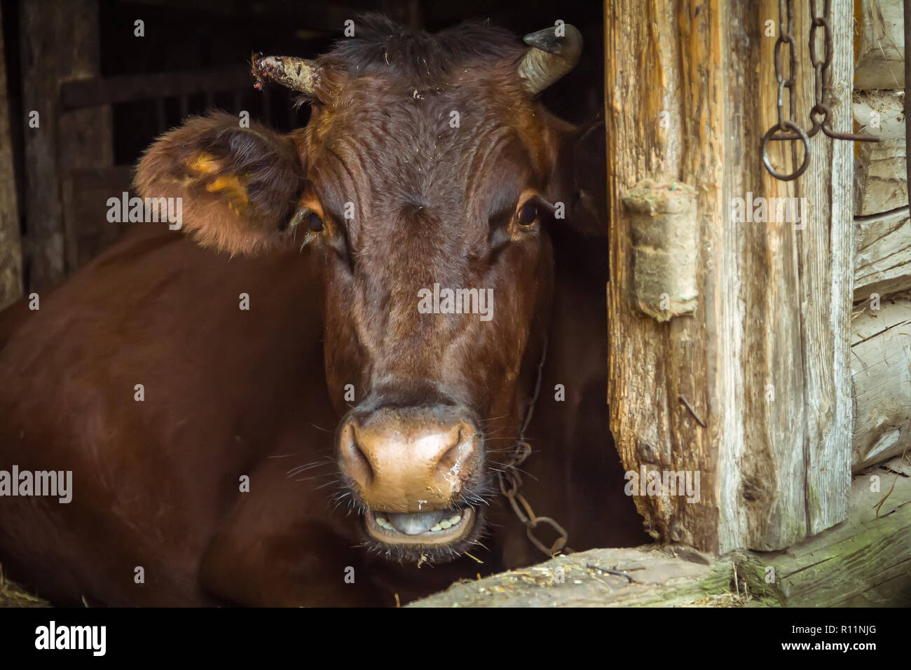 Una mucca marrone giace in una stalla nel villaggio, scena animale Foto Stock