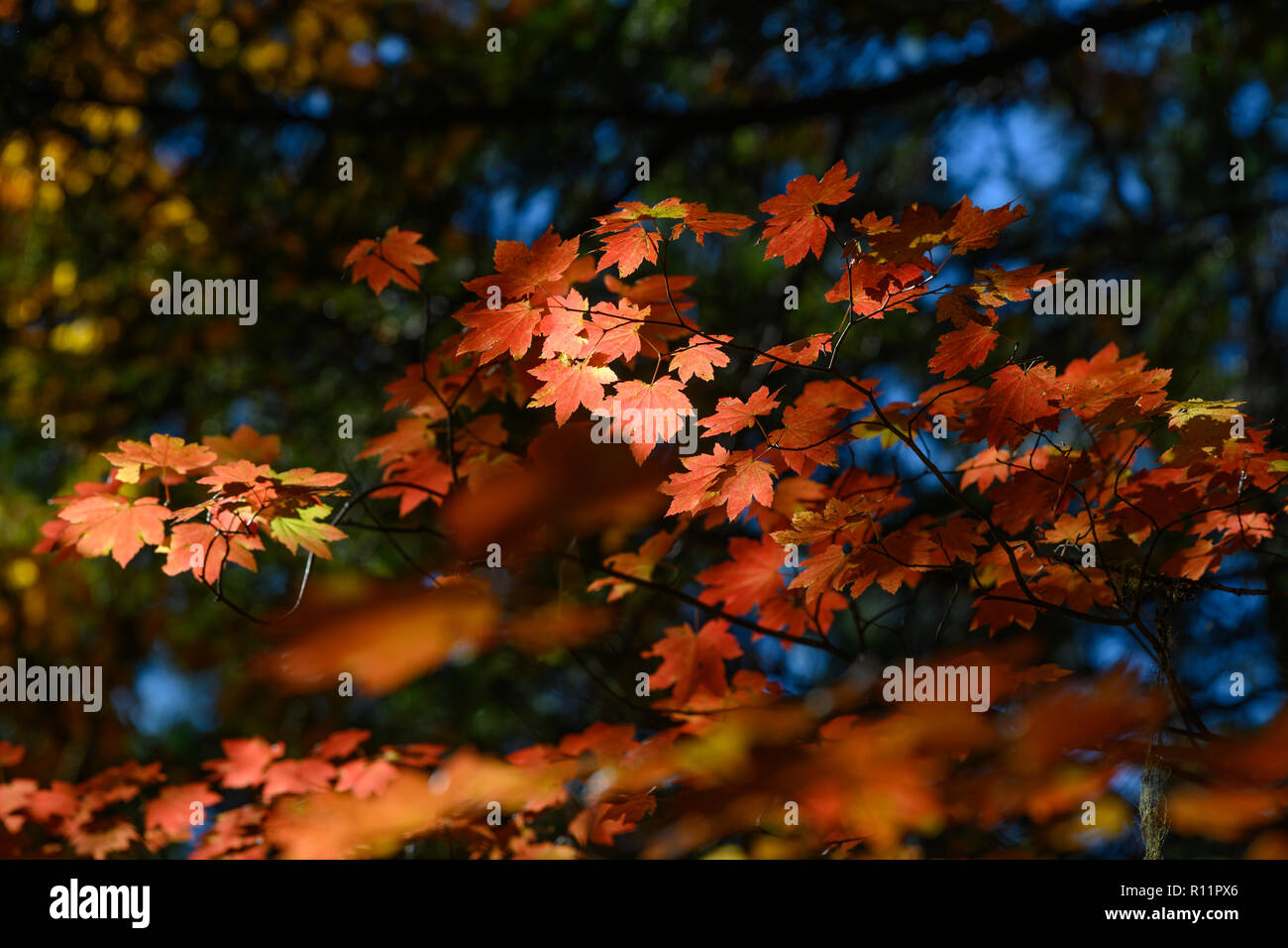 Vite acero in autunno; North Fork Trail; Willamette National Forest, Oregon. Foto Stock