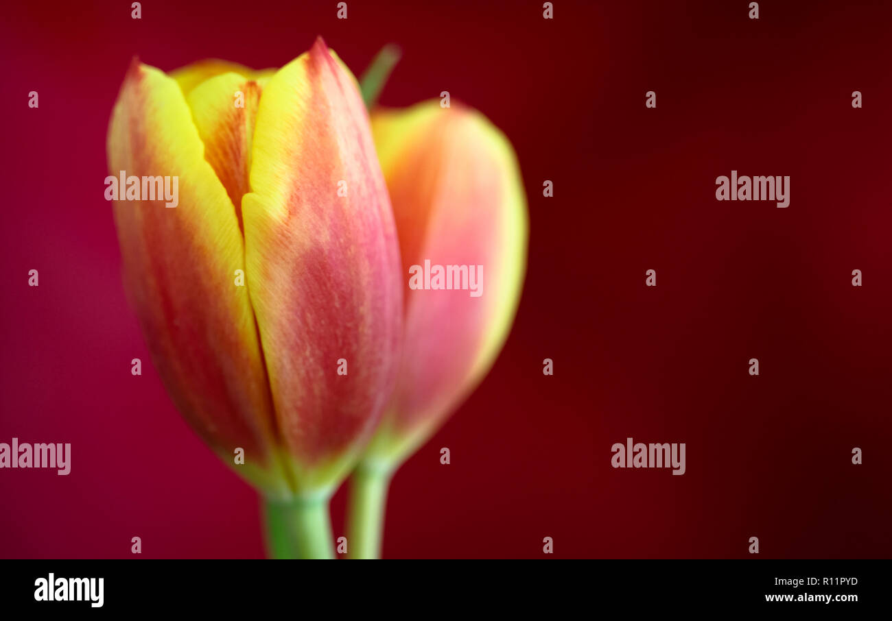 Giallo e rosso tulip close up fotografato con campo selettivo e molto leggera profondità di campo su una offuscata rosso scuro dello sfondo. Foto Stock