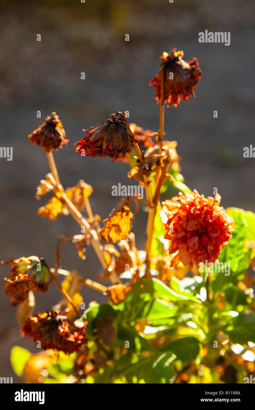 I fiori di una dalia impianto cominciando a morire a causa delle gelate. Foto Stock