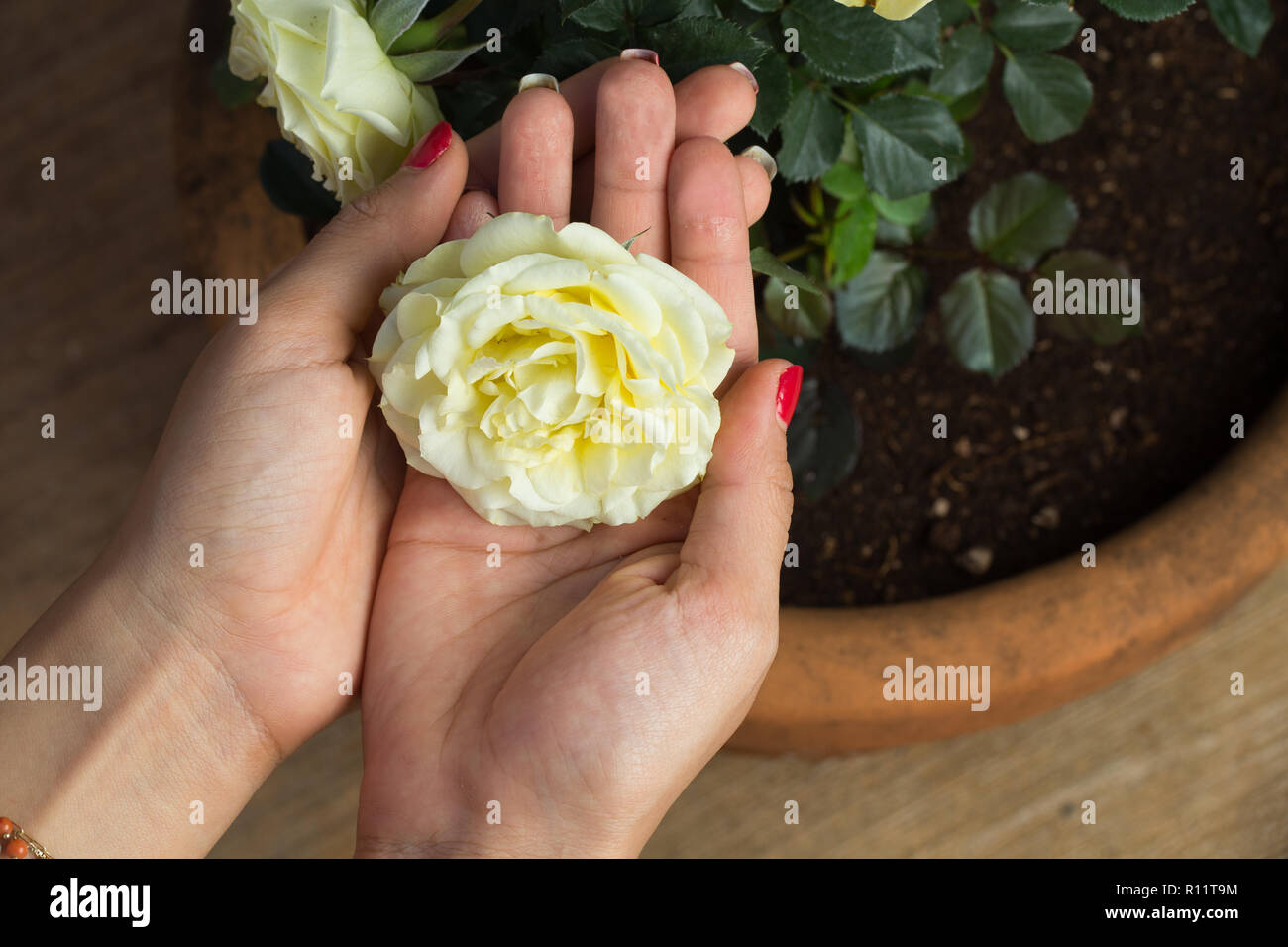 Una giovane donna che mantiene una rosa tra le sue mani nel giardino. Foto Stock