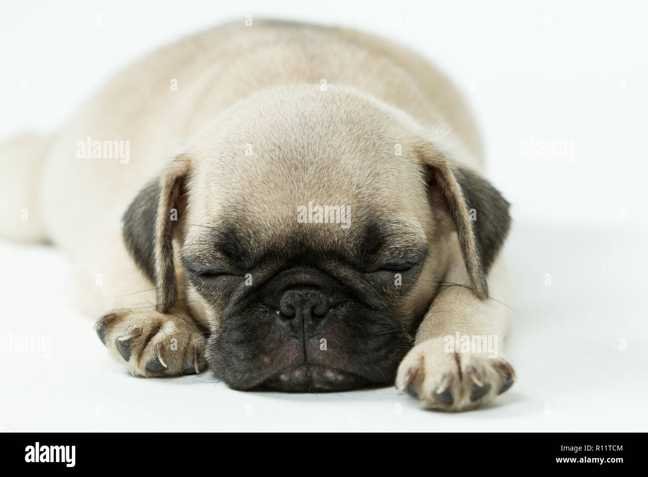 Carino pug cucciolo dorme in uno sfondo bianco Foto Stock