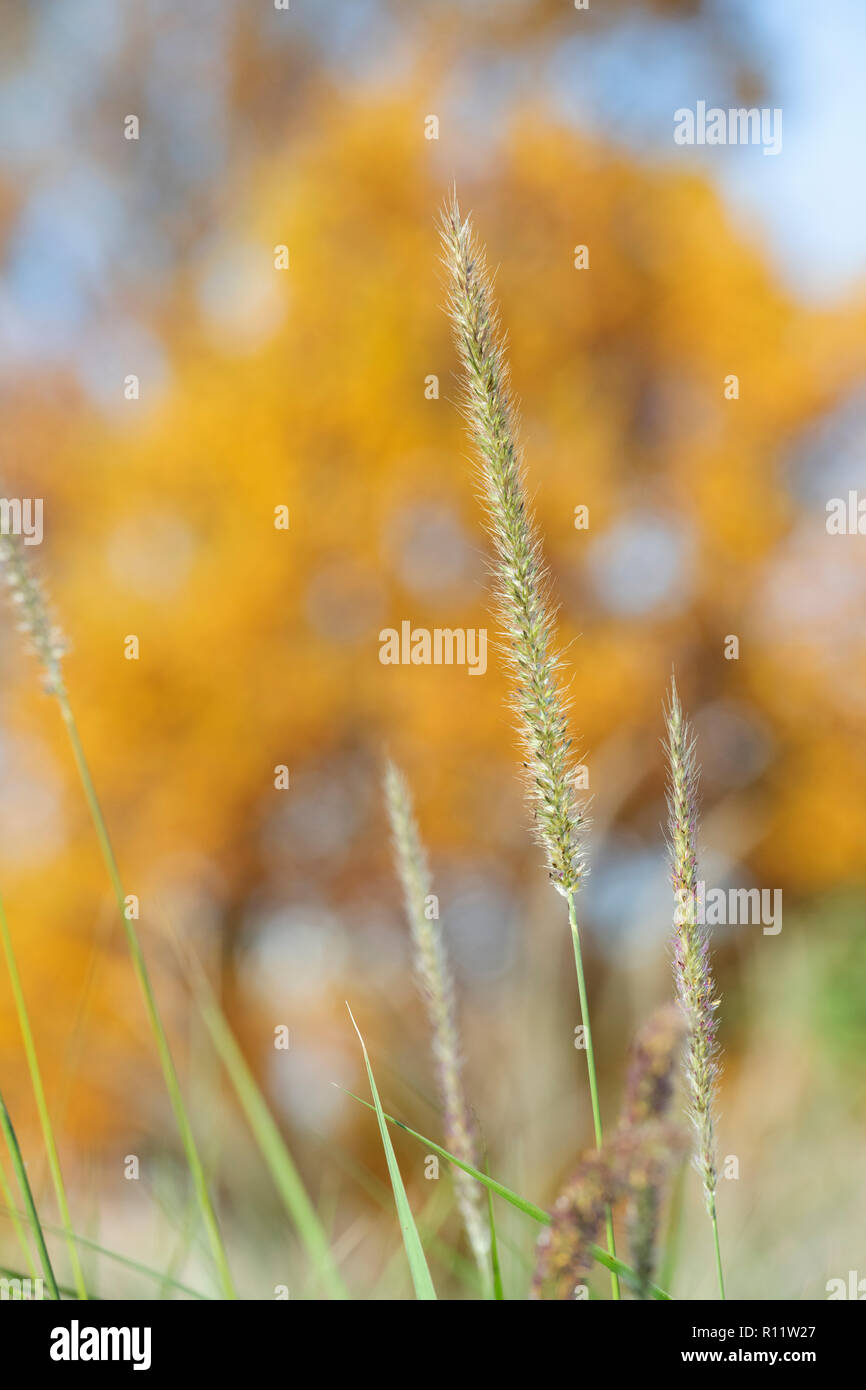 Pennisetum Fairy Tail. Erba fontana "Fairy Tail' in autunno Foto Stock
