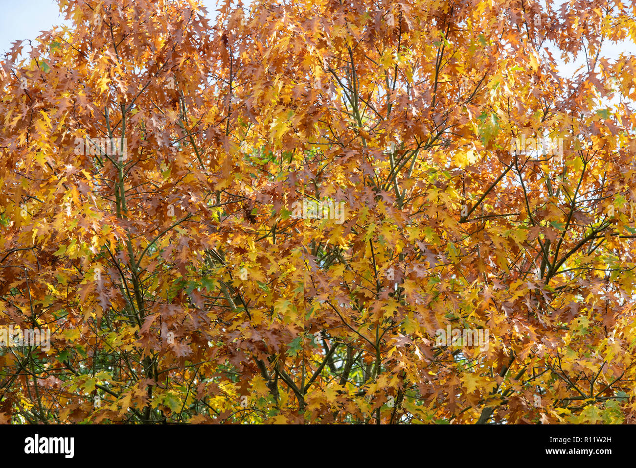 Quercus rubra. Il nord di quercia rossa con tettuccio in autunno. Regno Unito Foto Stock