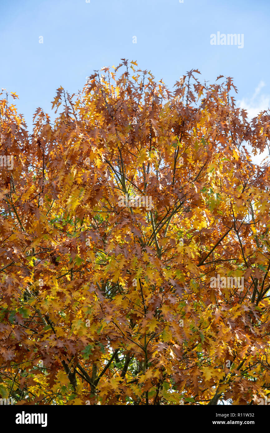 Quercus rubra. Il nord di quercia rossa con tettuccio in autunno. Regno Unito Foto Stock