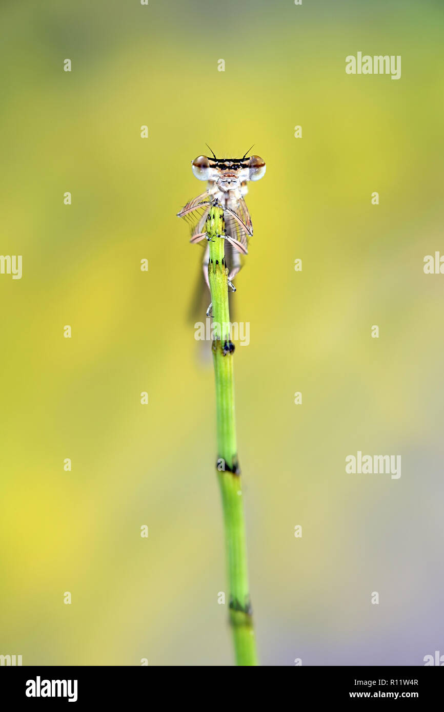 Damselfly, Platycnemis pennipes Foto Stock