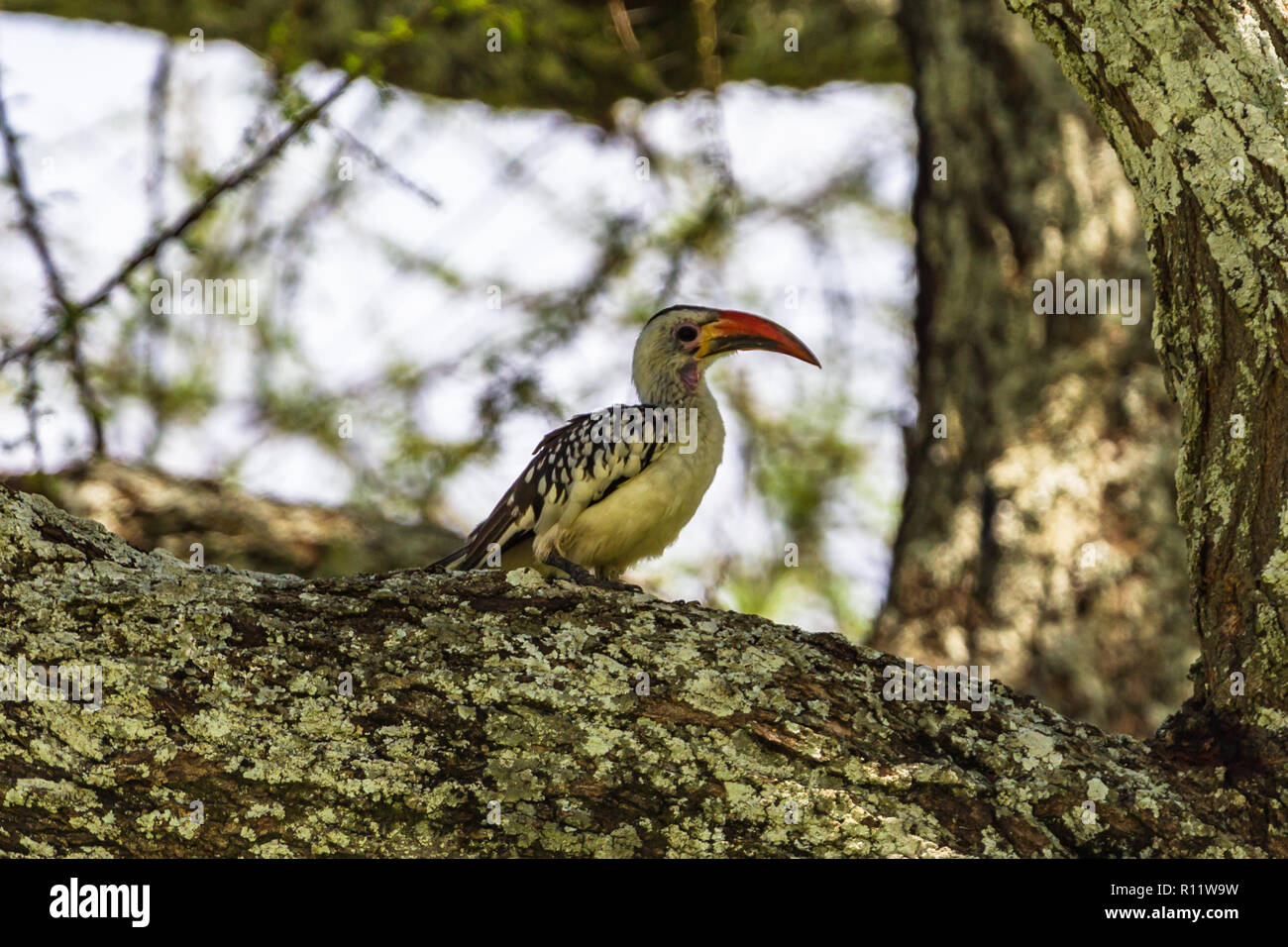 Rosso tanzaniano fatturati hornbill. Parco Nazionale di Tarangire e, Tanzania Foto Stock