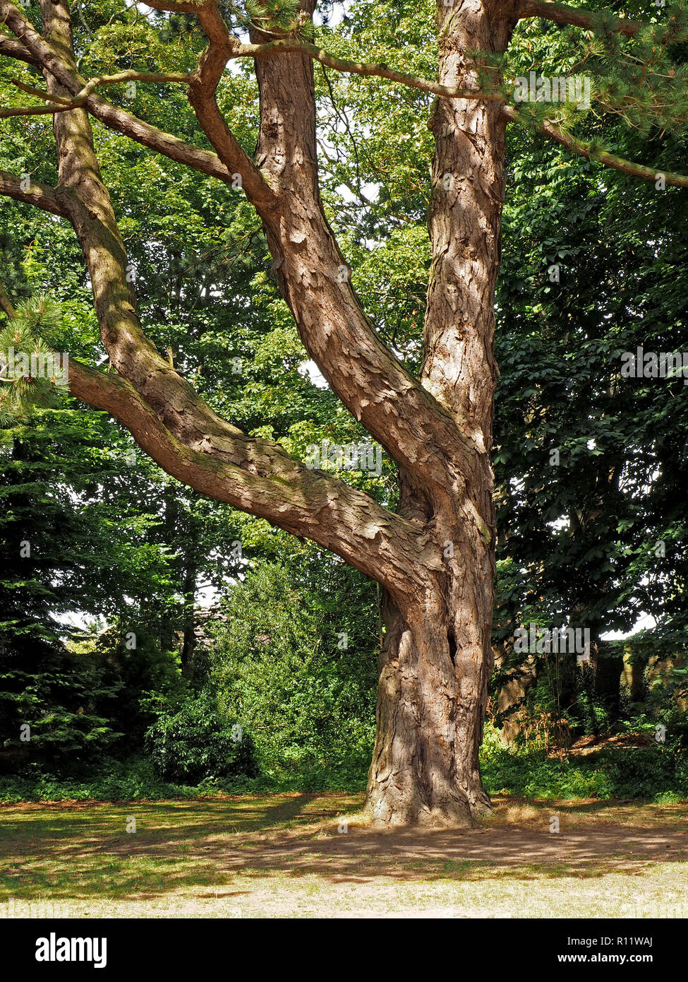 Pino antico con nodose tronco & pesanti rami sinuosi stiramento verso il cielo nel bosco pezzata luce in Teesdale, Co. Durham, England, Regno Unito Foto Stock