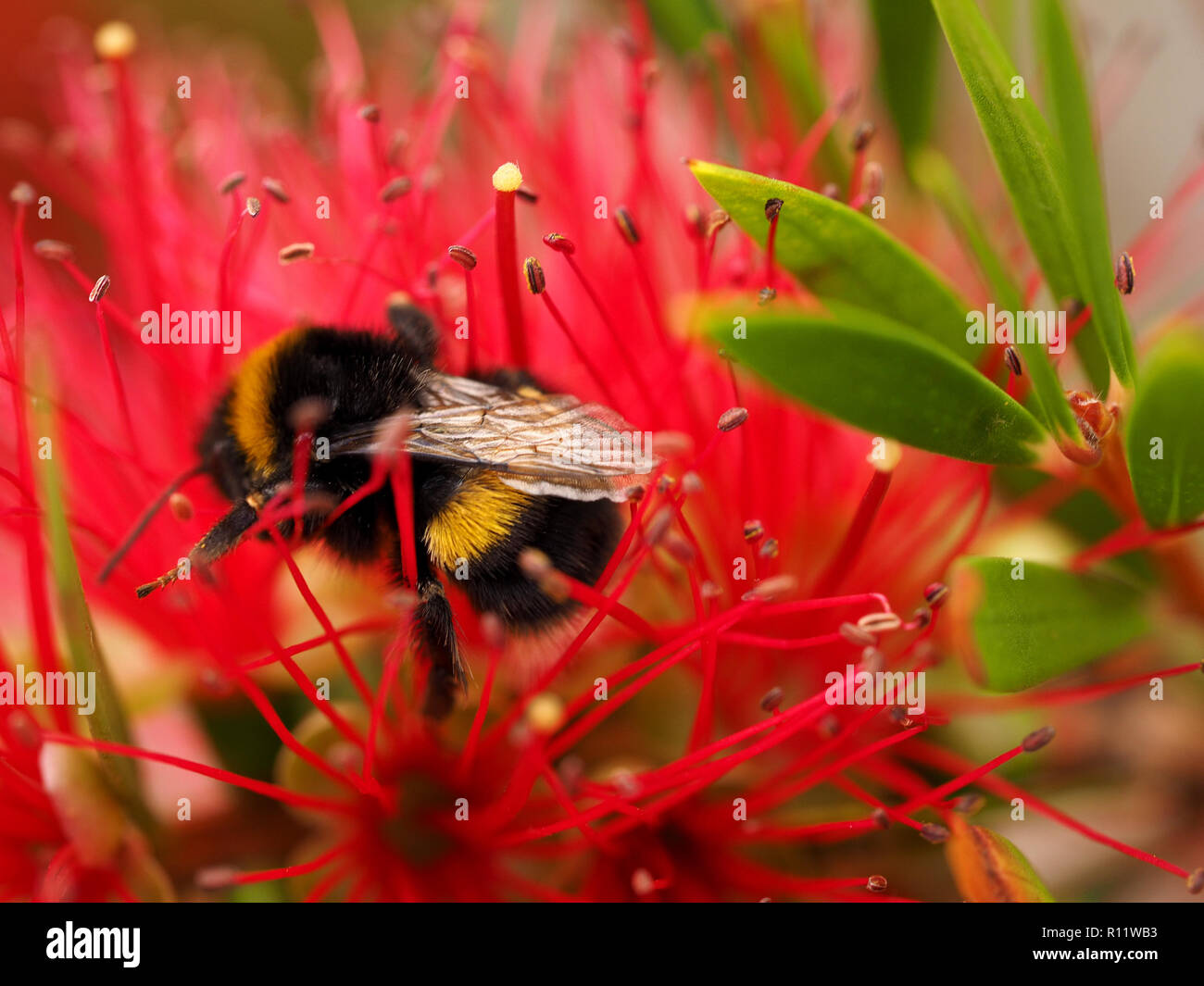 Buff-tailed bumblebee arrampica amid red stami di uno scovolino impianto (Callistemon citrinus) contrastanti con il verde delle foglie - Cumbria,l'Inghilterra, Regno Unito Foto Stock
