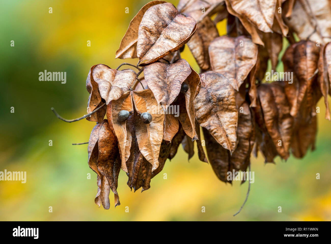Capsule di seme di goldenrain tree / orgoglio dell India / Cina / albero albero di vernice (Koelreuteria paniculata) nativa per l Asia orientale, Cina e Corea Foto Stock