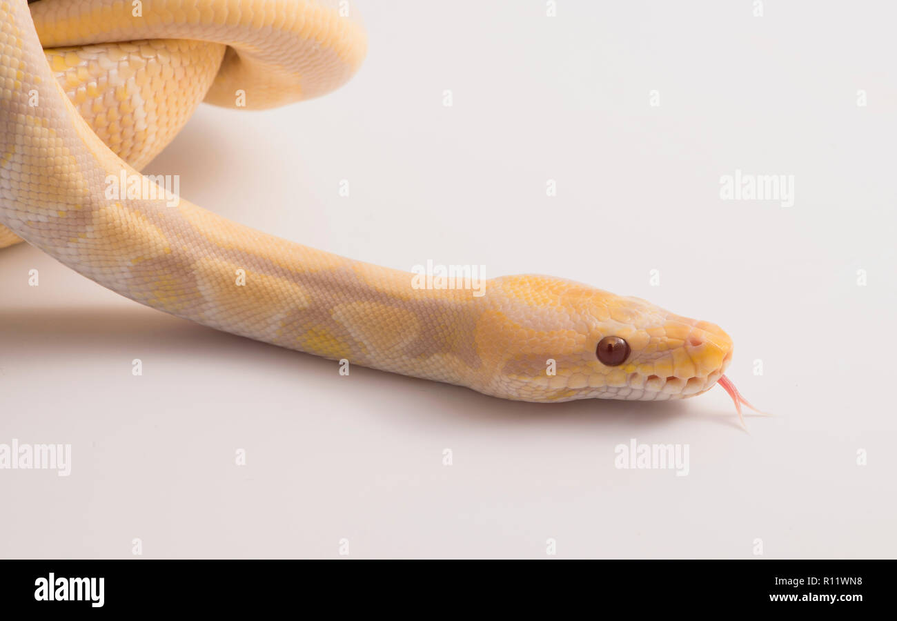 Sfera python e bianco di sfondo per studio Foto Stock