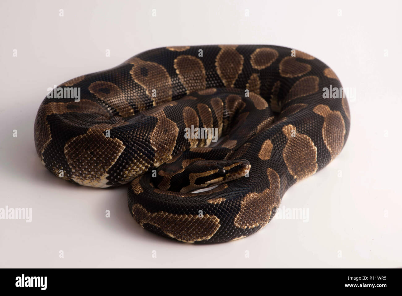 Sfera python e bianco di sfondo per studio Foto Stock