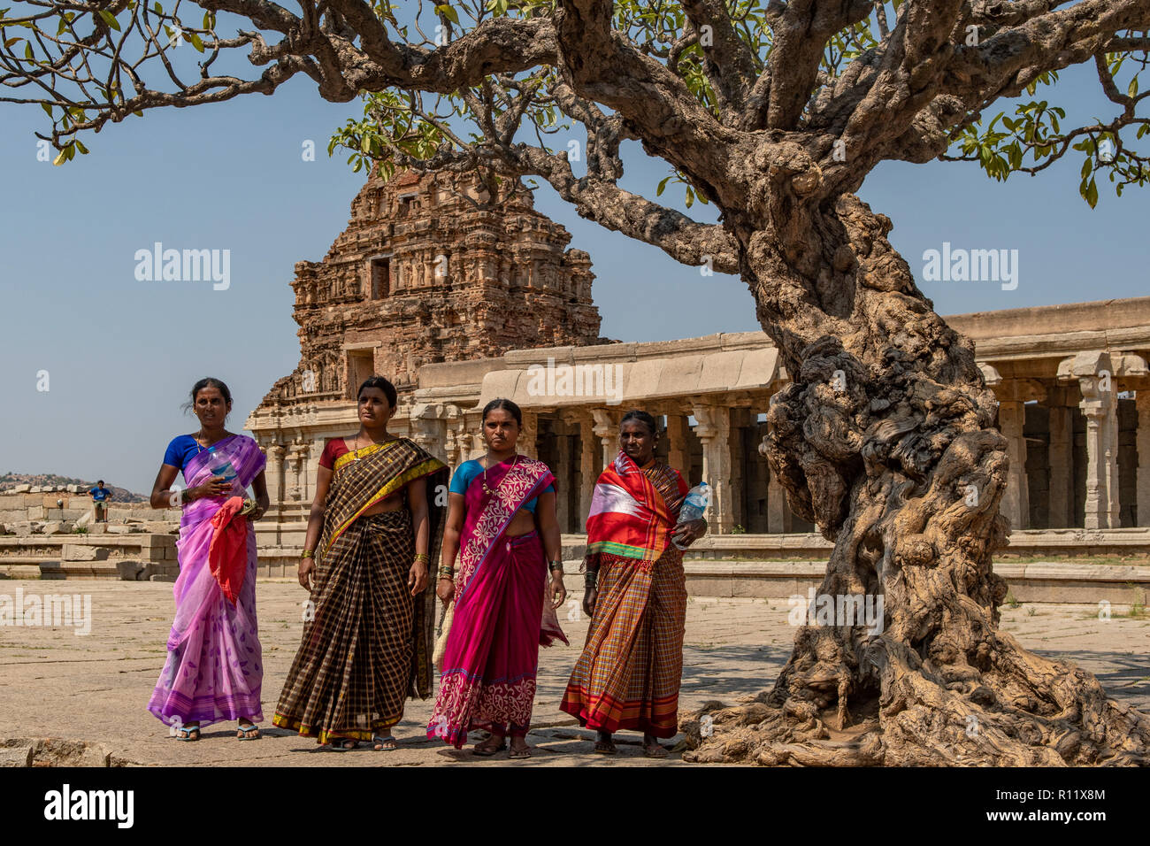 Sacro Frangipani Tree,, Vitthala tempio, Hampi, Karnataka, India Foto Stock