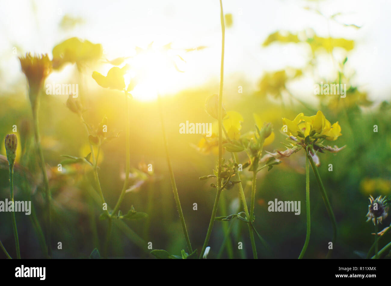 Pisello giallo fiori nel giardino tra alta erba verde in una calda serata estiva contro uno sfondo sfocato e giallo sole Foto Stock