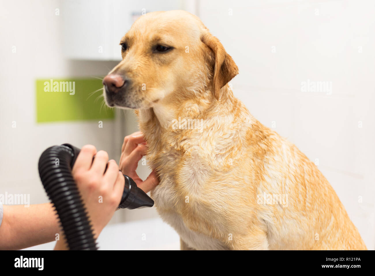 Il Pet groomer essiccamento Labrador Pelliccia di cane con un asciugacapelli professionale Foto Stock