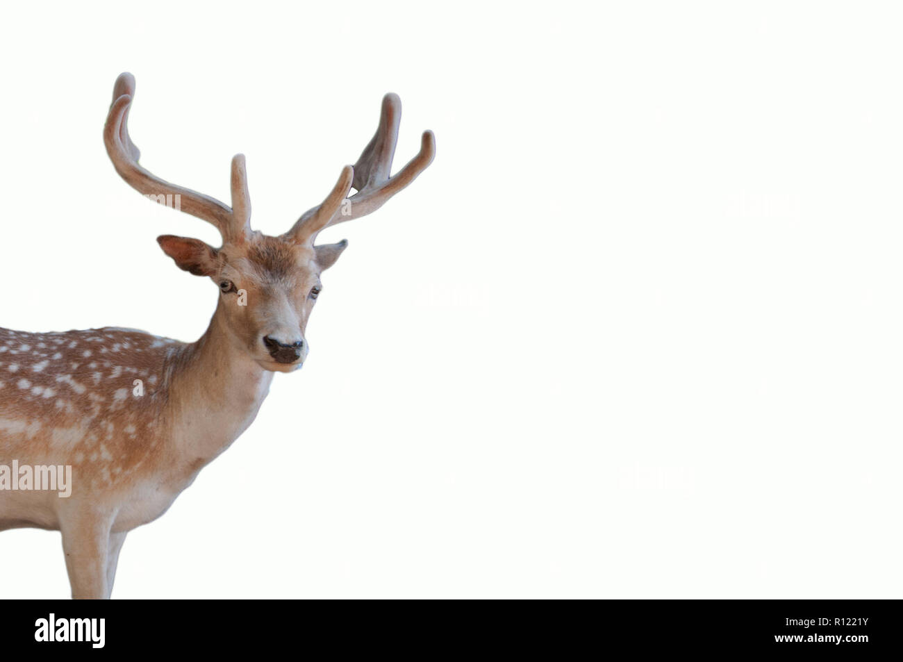 La fauna animale natale ritratto di una testa di cervo con corna isolato su uno sfondo bianco Foto Stock La fauna animale natale ritratto di una testa di cervo con corna isolato su uno sfondo bianco Foto Stock
