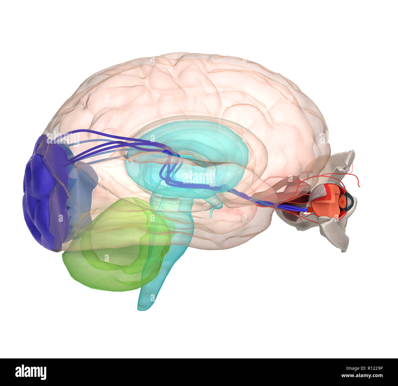 Occhio anatomia e struttura, i muscoli, i nervi e vasi sanguigni degli occhi 3d rendering su bianco Foto Stock