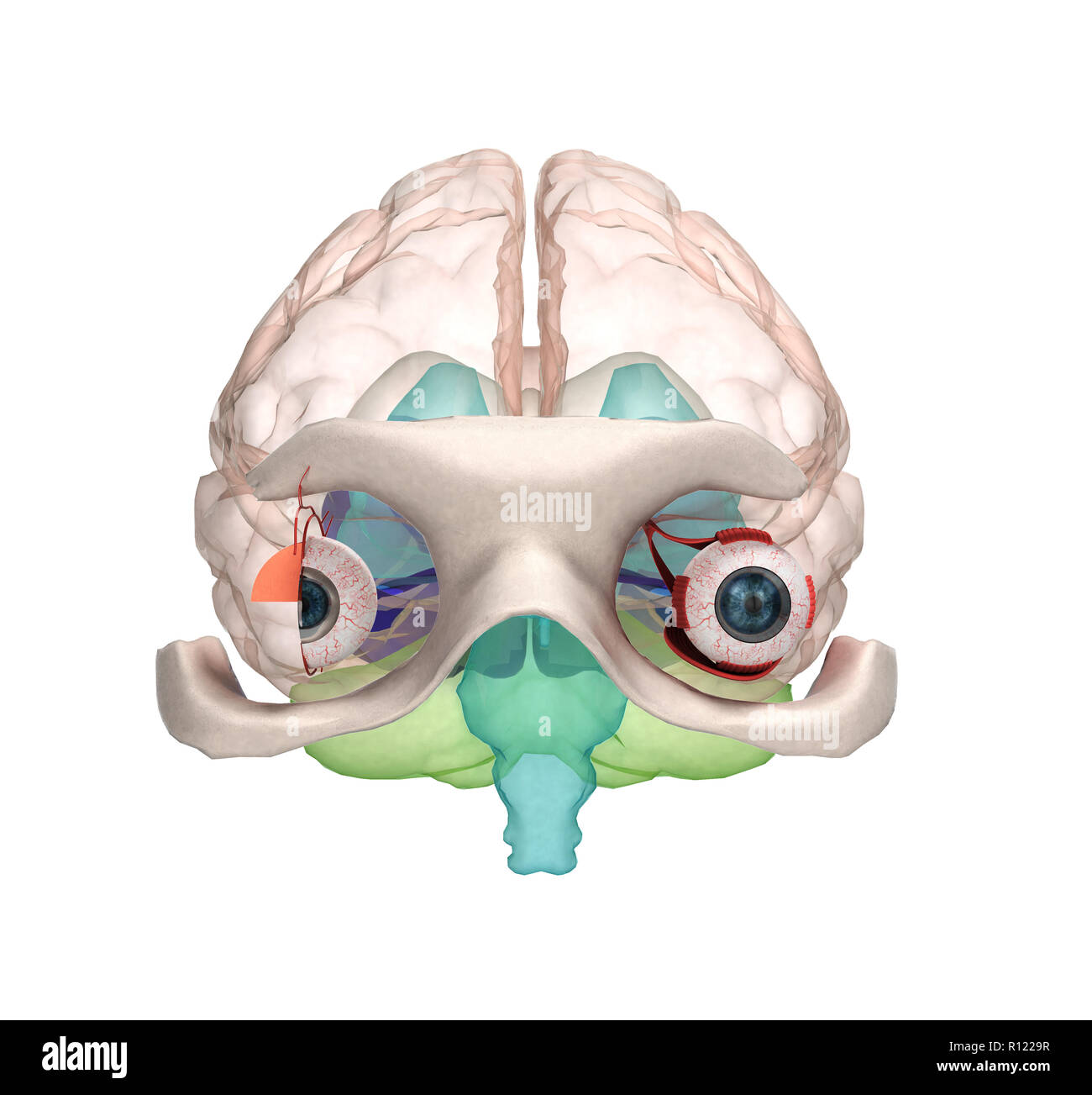 Occhio anatomia e struttura, i muscoli, i nervi e vasi sanguigni degli occhi 3d illustrazione Foto Stock