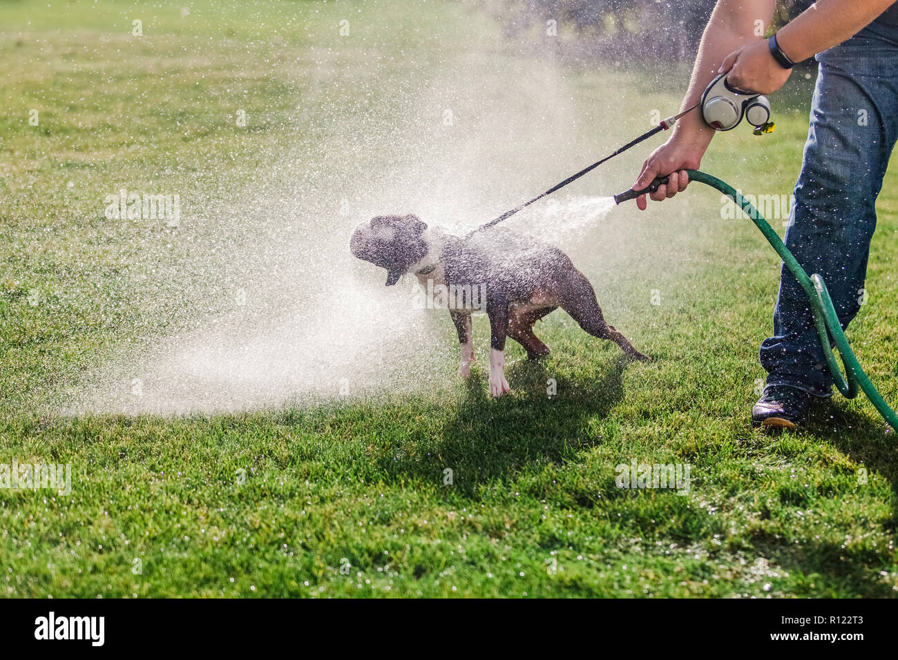 Cane da compagnia essendo lavato in giardino Foto Stock