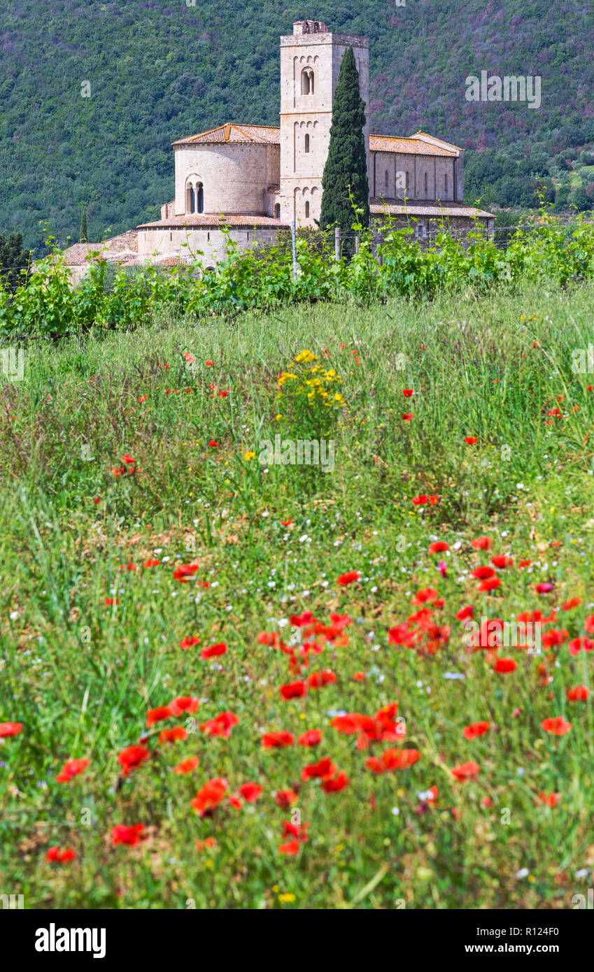 Abbazia di Sant'Antimo, Sant Antimo, Abbazia di Sant'Antimo, con papaveri rossi in primo piano, vicino Montalcino, Toscana, Italia nel mese di maggio Foto Stock