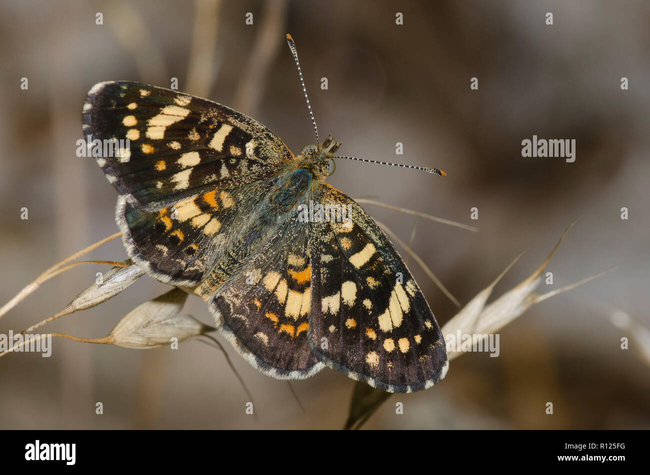 Dipinto di Crescent, Phyciodes picta Foto Stock