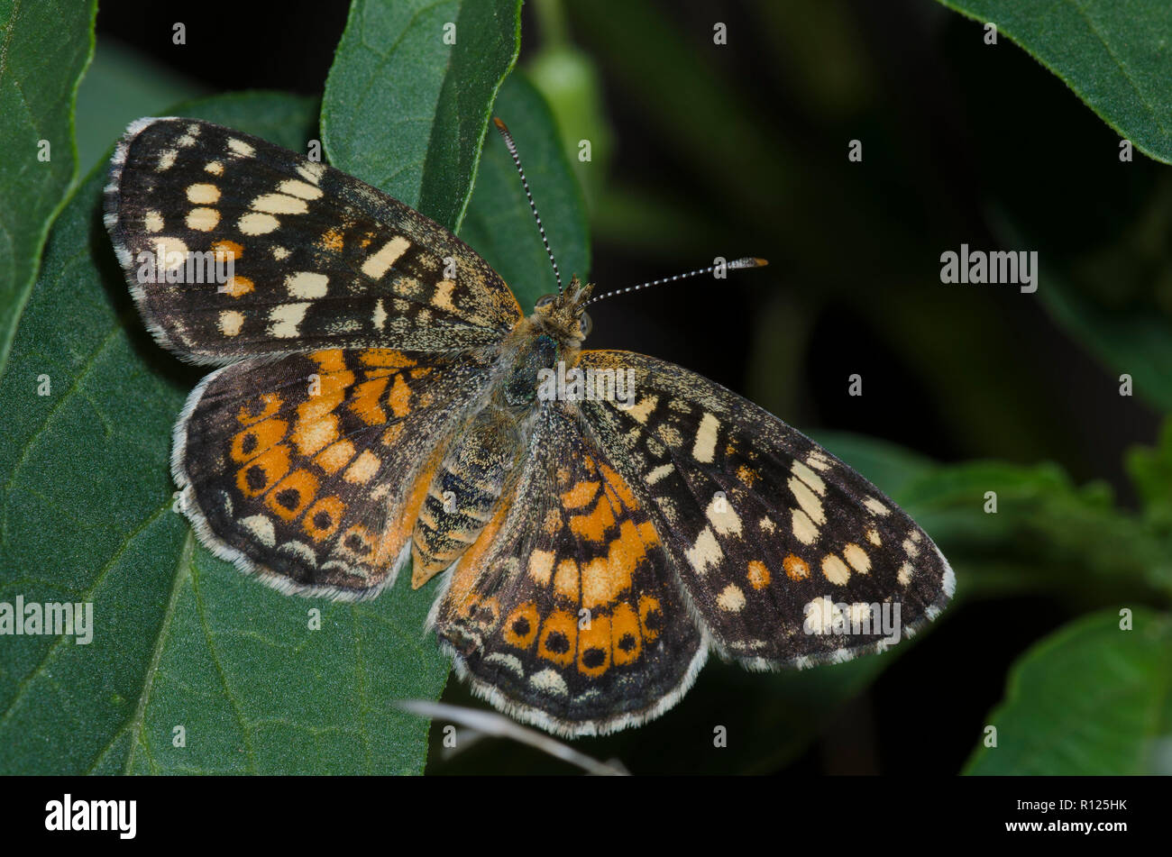 Dipinto di Crescent, Phyciodes picta Foto Stock