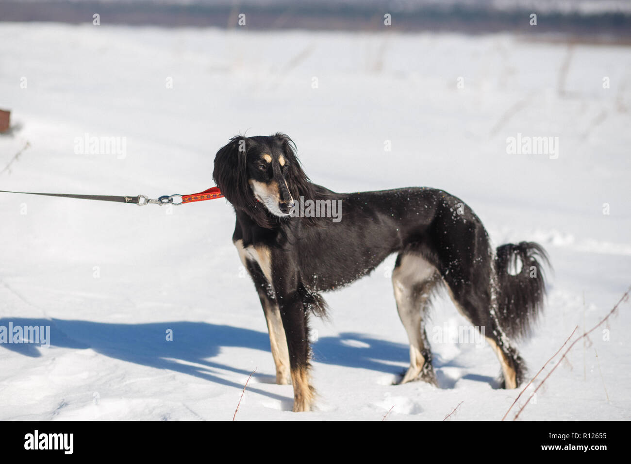 Saluki, Levriero Persiano in winter park. Dai capelli scuri cane a piedi la soleggiata giornata invernale Foto Stock