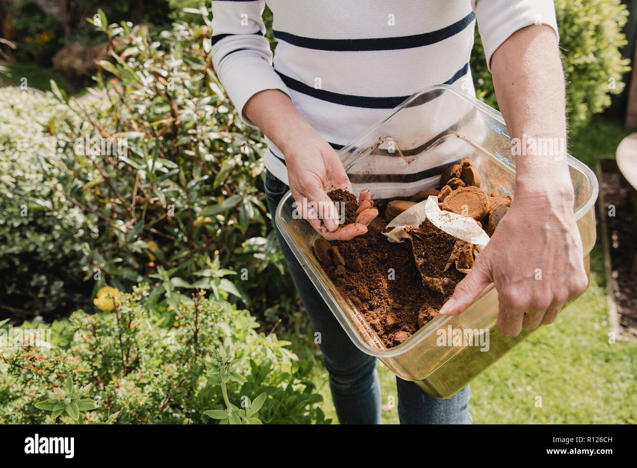 Irriconoscibile donna in abbigliamento casual tenendo una scatola di caffè usata terreno per uso come concime nel suo giardino. Foto Stock