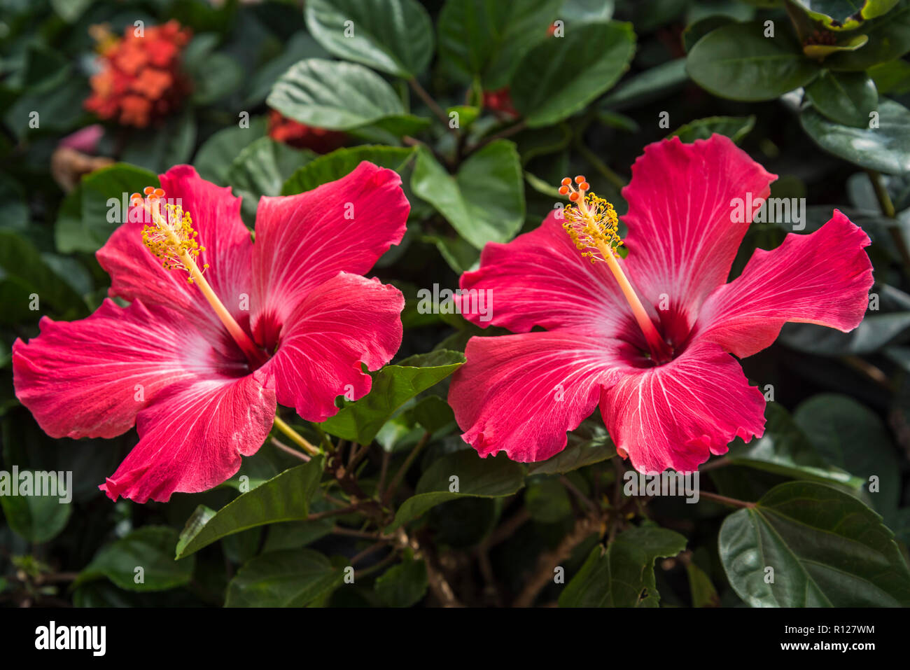 I fiori di ibisco a Lowe Home Improvement Center. Foto Stock