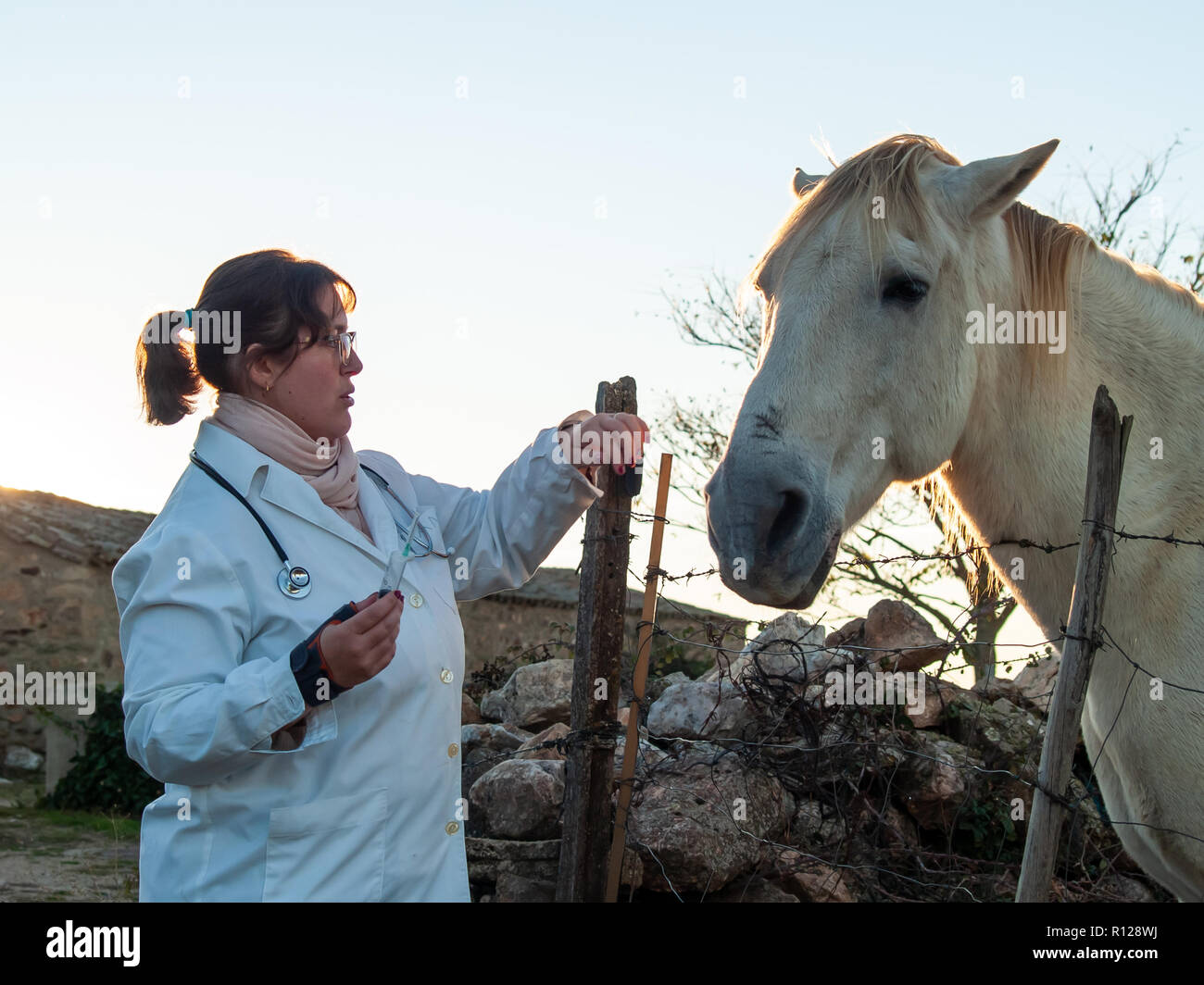 Un veterinario rurale donna eseguendo una visita medica di controllo su un cavallo sulla campagna Foto Stock