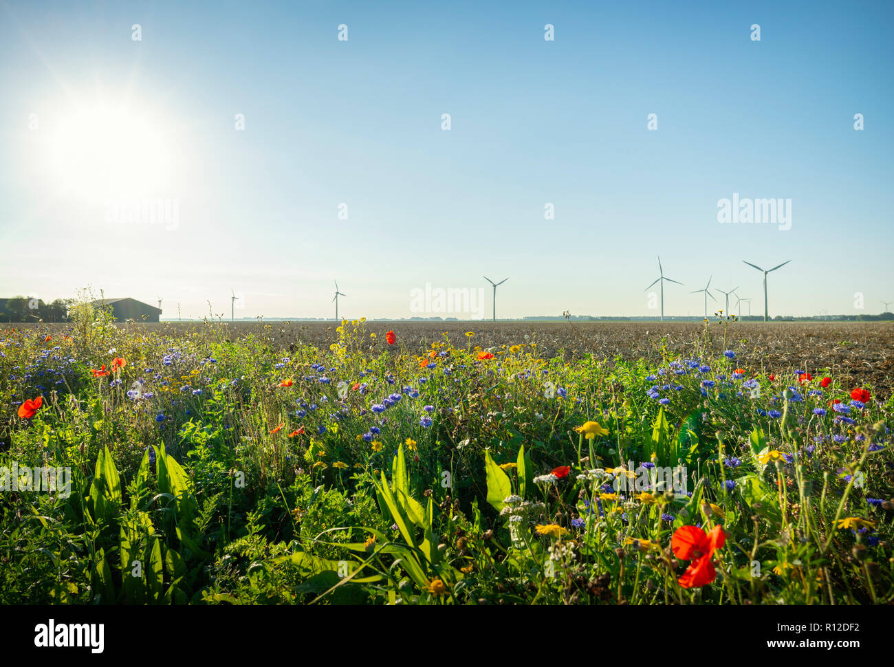 Fiori piantati lungo i campi, le turbine eoliche in background, Swifterbant, Flevoland, Paesi Bassi Foto Stock