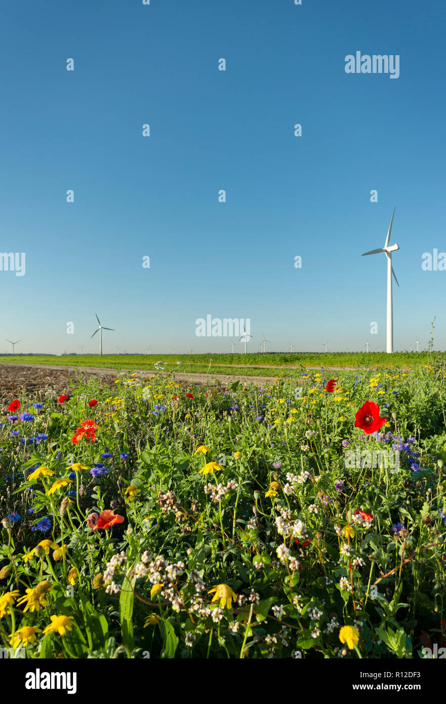 Fiori piantati lungo i campi, le turbine eoliche in background, Swifterbant, Flevoland, Paesi Bassi Foto Stock