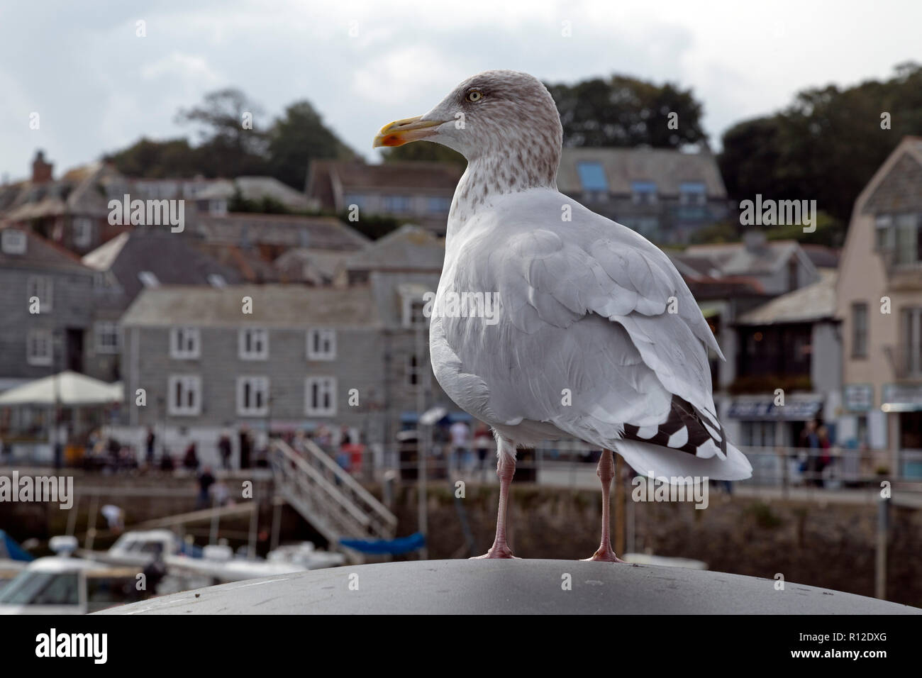 Aringa gabbiano (Larus argentatus) al porto, a Padstow, Cornwall, Inghilterra, Gran Bretagna Foto Stock