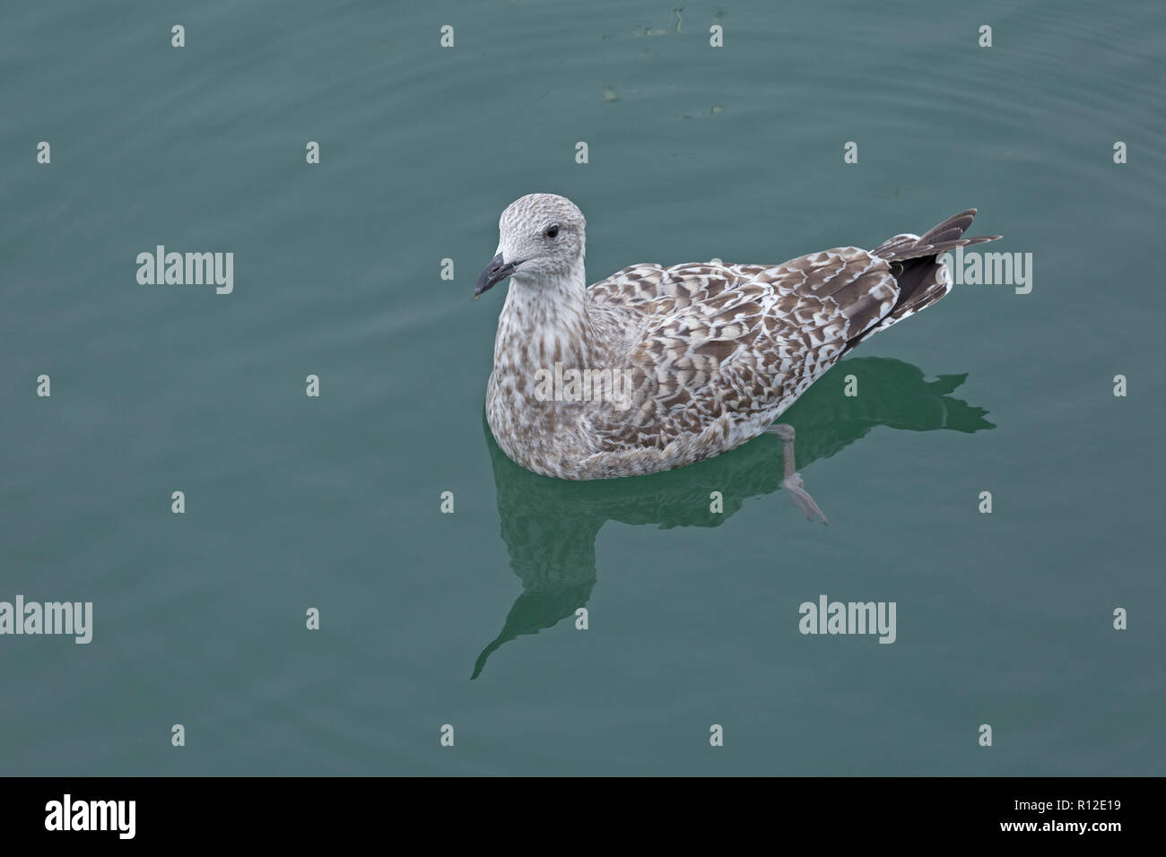 Giovani aringhe gabbiano (Larus argentatus) al porto, a Padstow, Cornwall, Inghilterra, Gran Bretagna Foto Stock