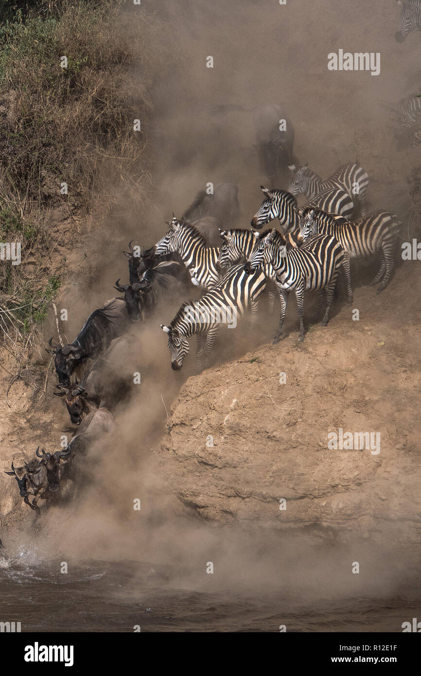 Gnu e zebra sulla migrazione annuale il lancio di fronte fiume di Mara, Kenya meridionale Foto Stock