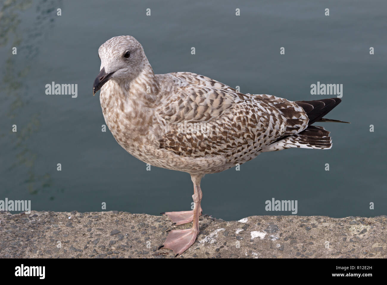 Giovani aringhe gabbiano (Larus argentatus) al porto, a Padstow, Cornwall, Inghilterra, Gran Bretagna Foto Stock