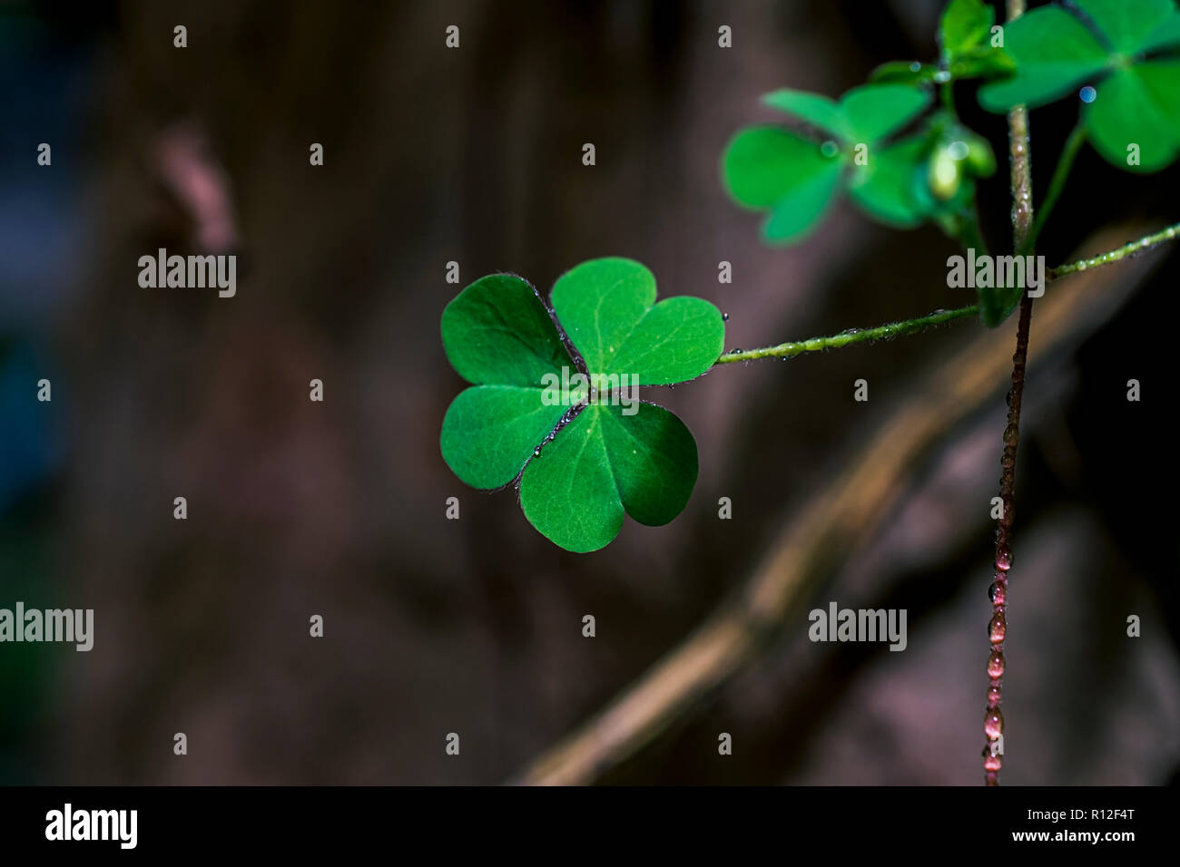 Lucky foglie con acqua goccia sullo sfondo Foto Stock