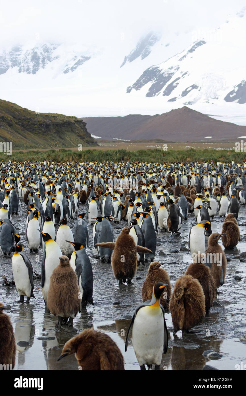 Re colonia di pinguini con il ghiacciaio in background sulla baia di St Andrews, Georgia del Sud, uno dei più grandi del mondo di colonie con oltre 100.000 uccelli Foto Stock