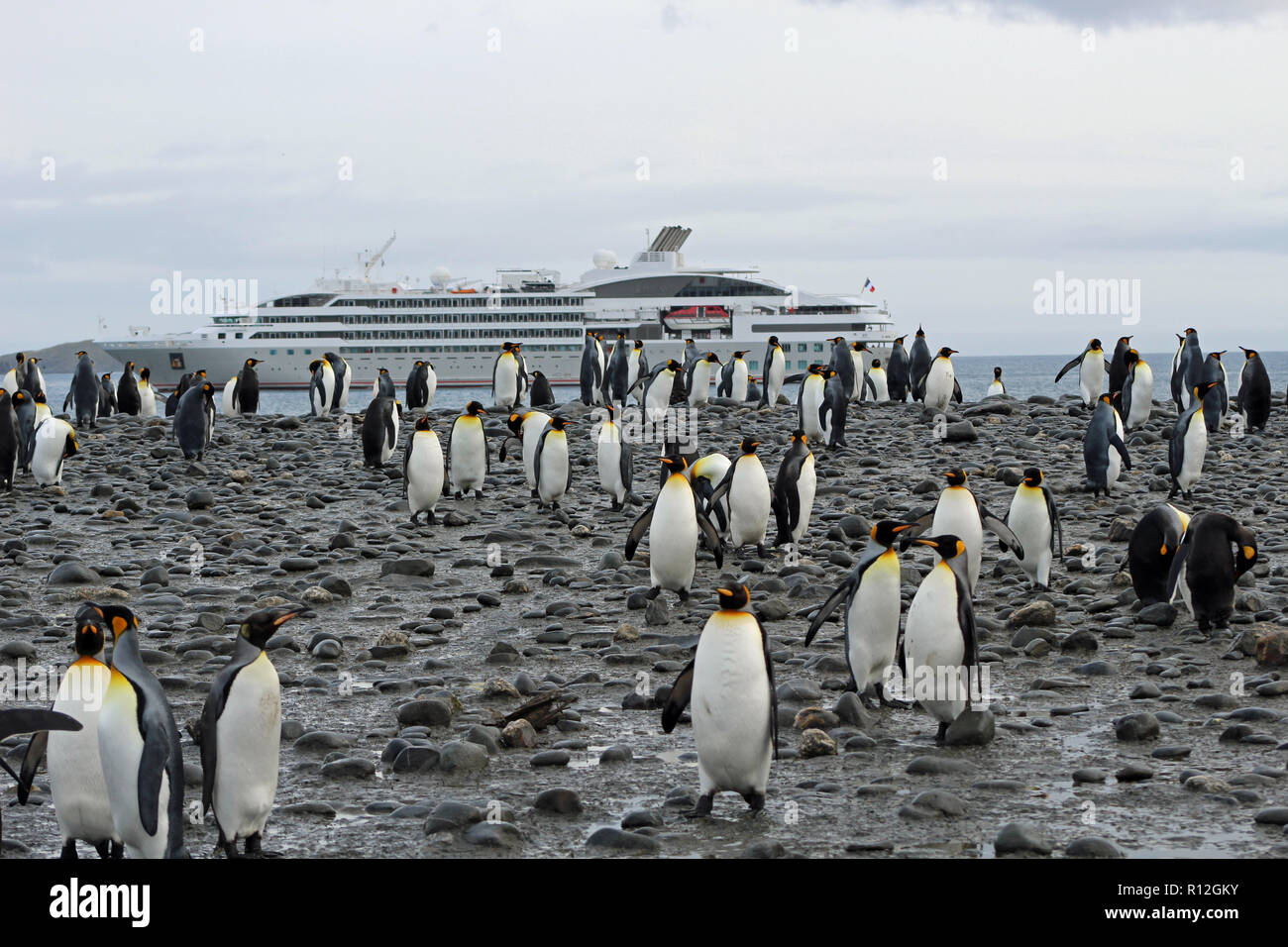 Re pinguini con Expedition nave da crociera in fondo alla baia di St Andrews, Georgia del Sud, uno dei più grandi del mondo di colonie con oltre 100.000 uccelli Foto Stock