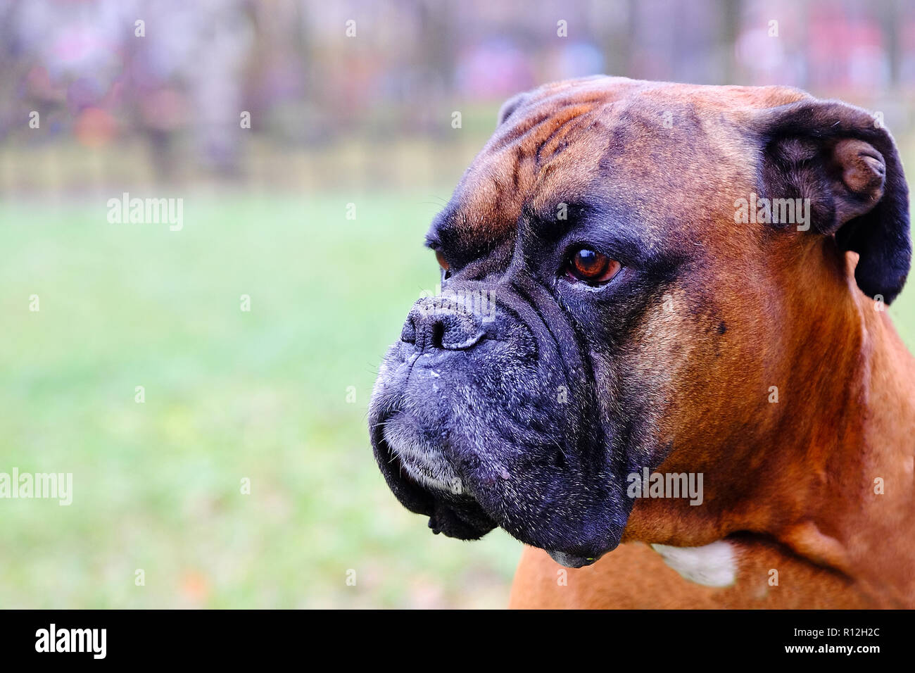 Museruola cani razza bulldog. Close-up del cane guardando in lontananza Foto Stock