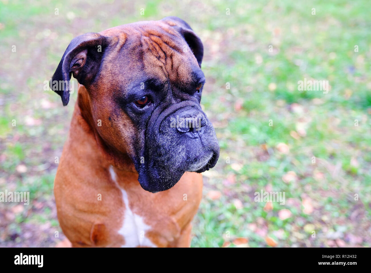 Museruola cani razza bulldog. Close-up del cane guardando in lontananza Foto Stock